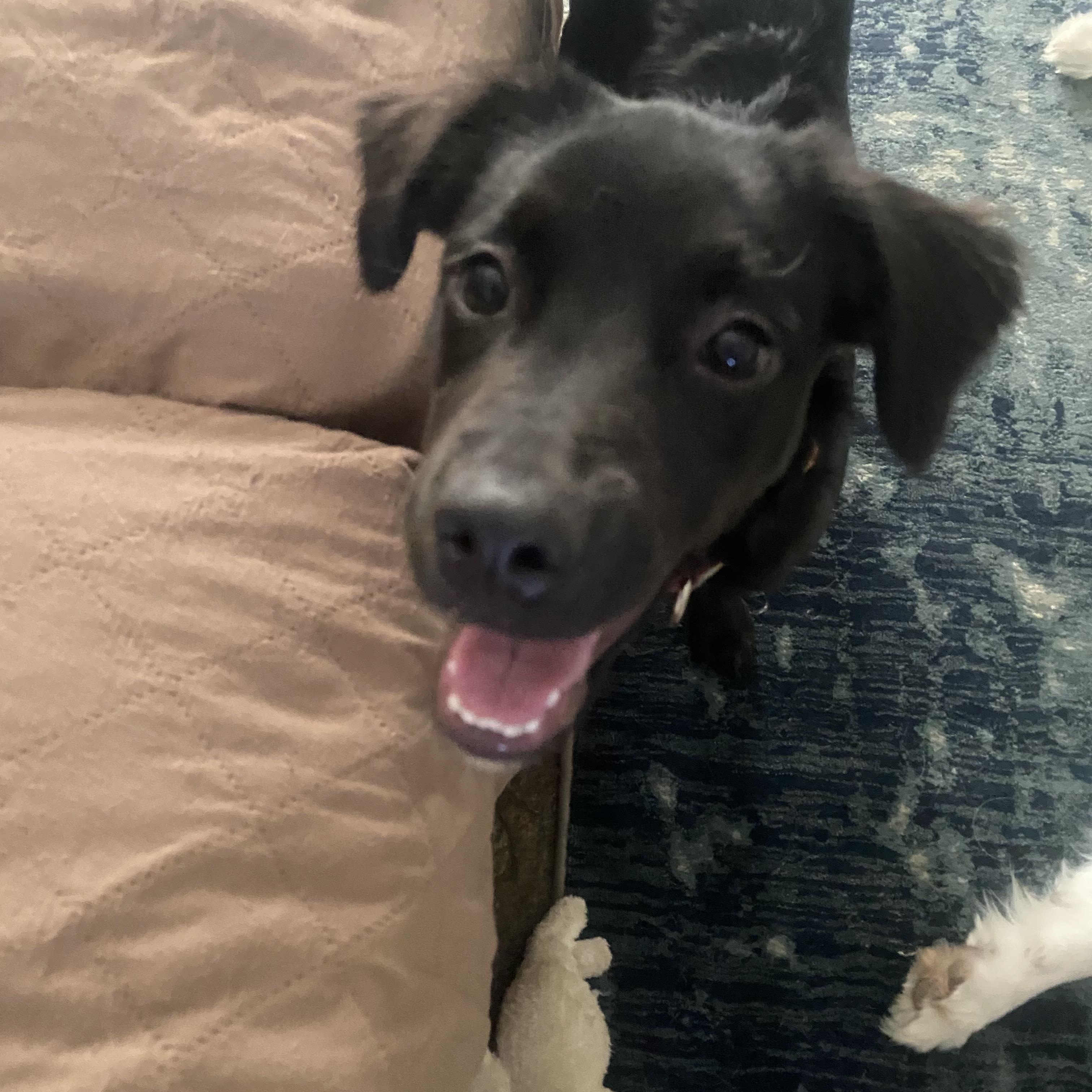 Enlarge Winnie, an adopted mixed breed in Louisville, KY image 2/3