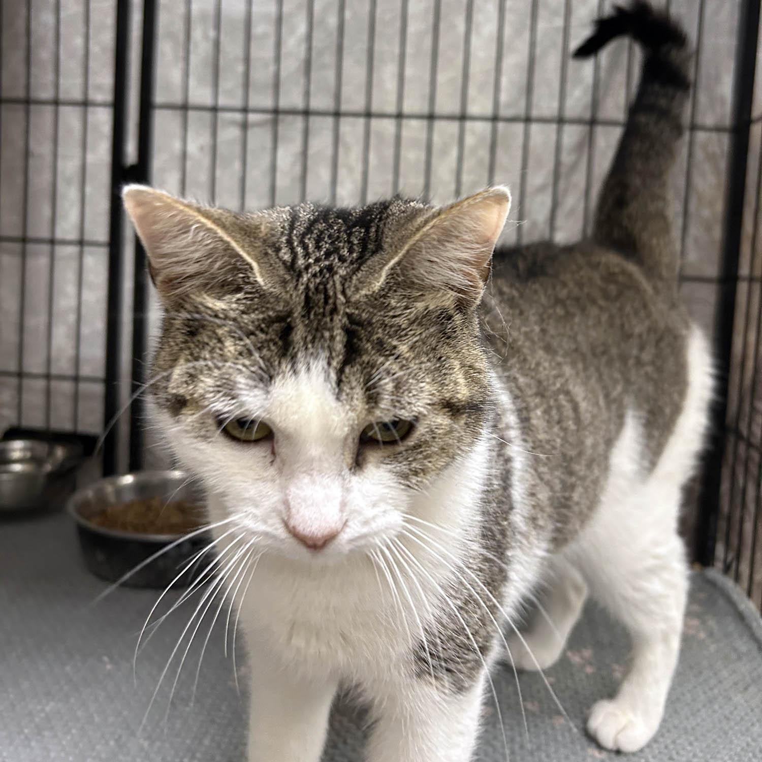 Juliet — thumbnail 2