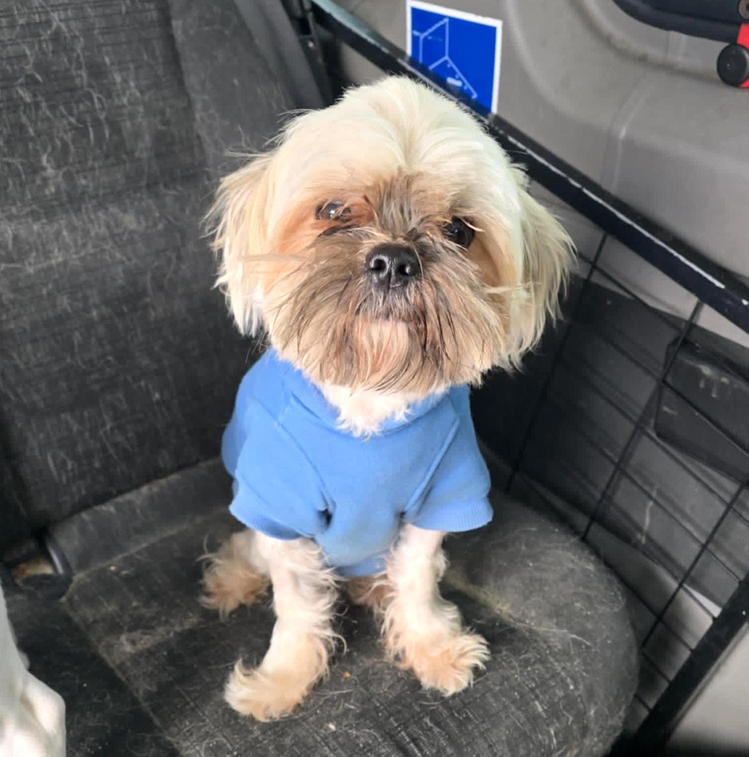 Milo #2, ADOPTABLE, Adult Male Maltese.