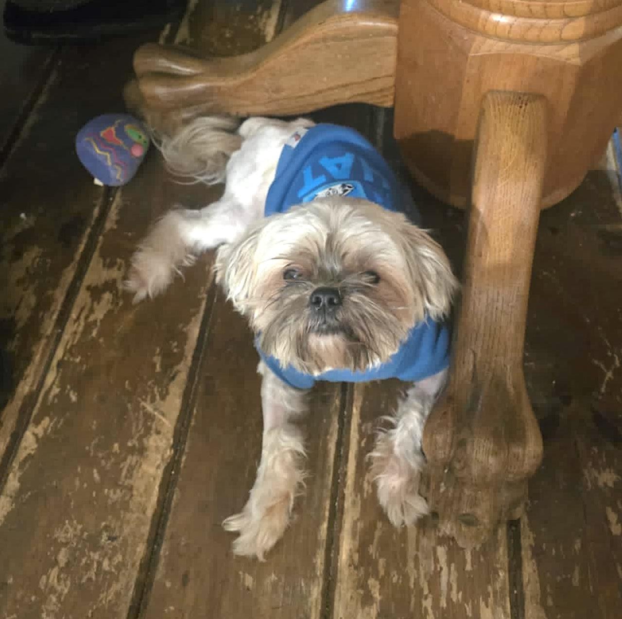 Milo #2, a ADOPTABLE mixed breed in Hopedale, MA image 2/2