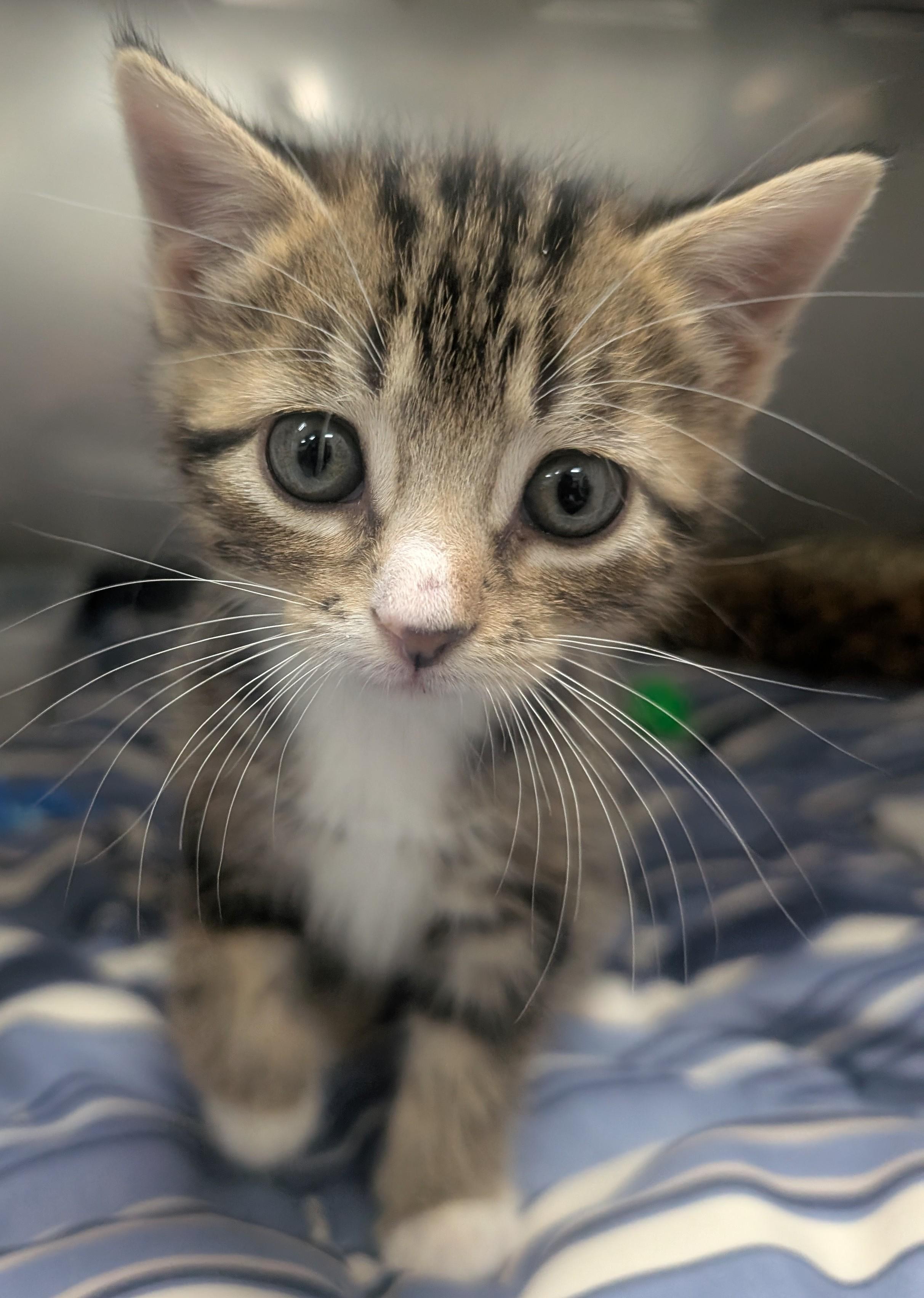 Dawn, Adoptable, Young Female Domestic Short Hair.