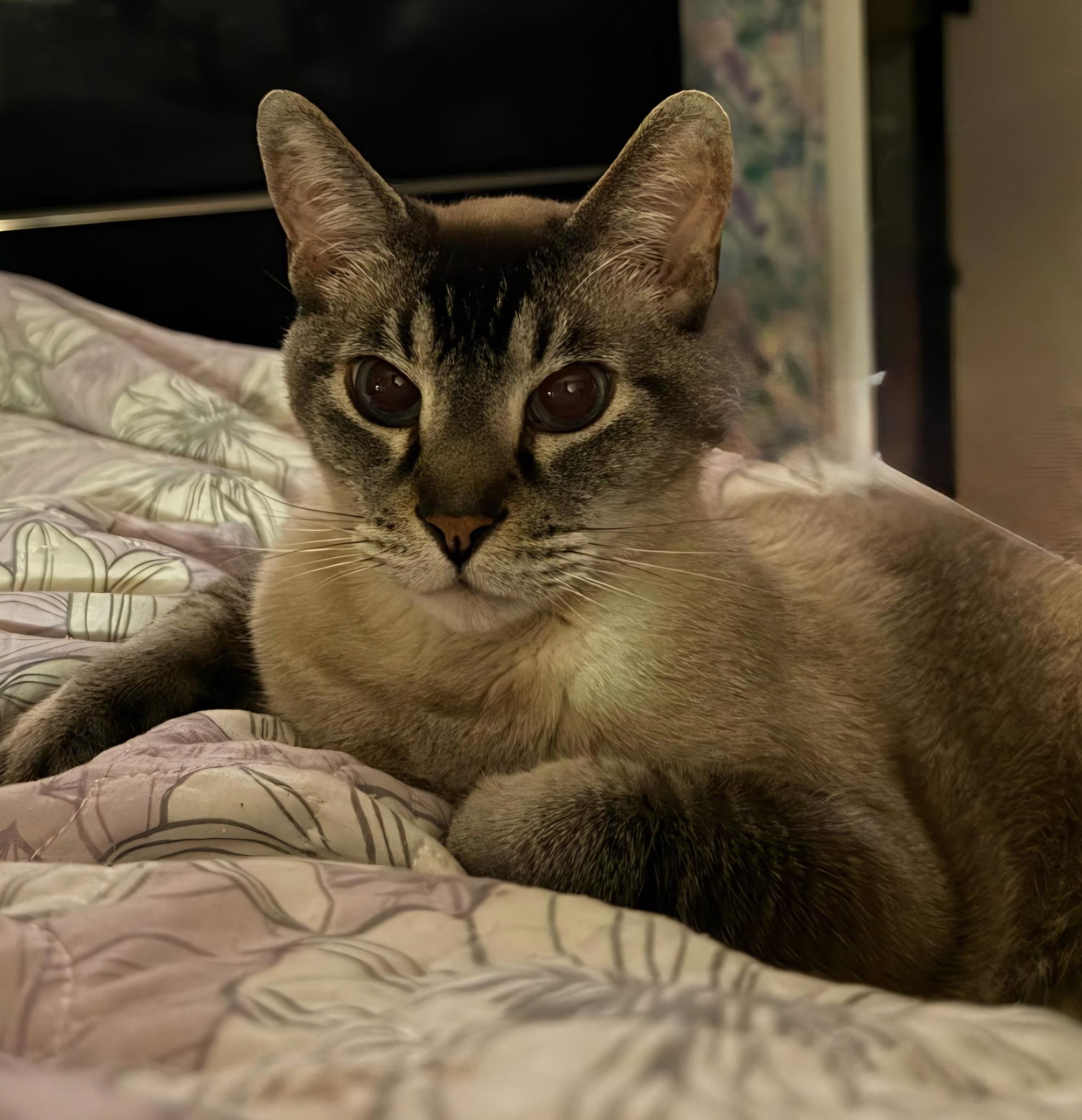 Topaz, adopted, Adult Female Siamese & Abyssinian.