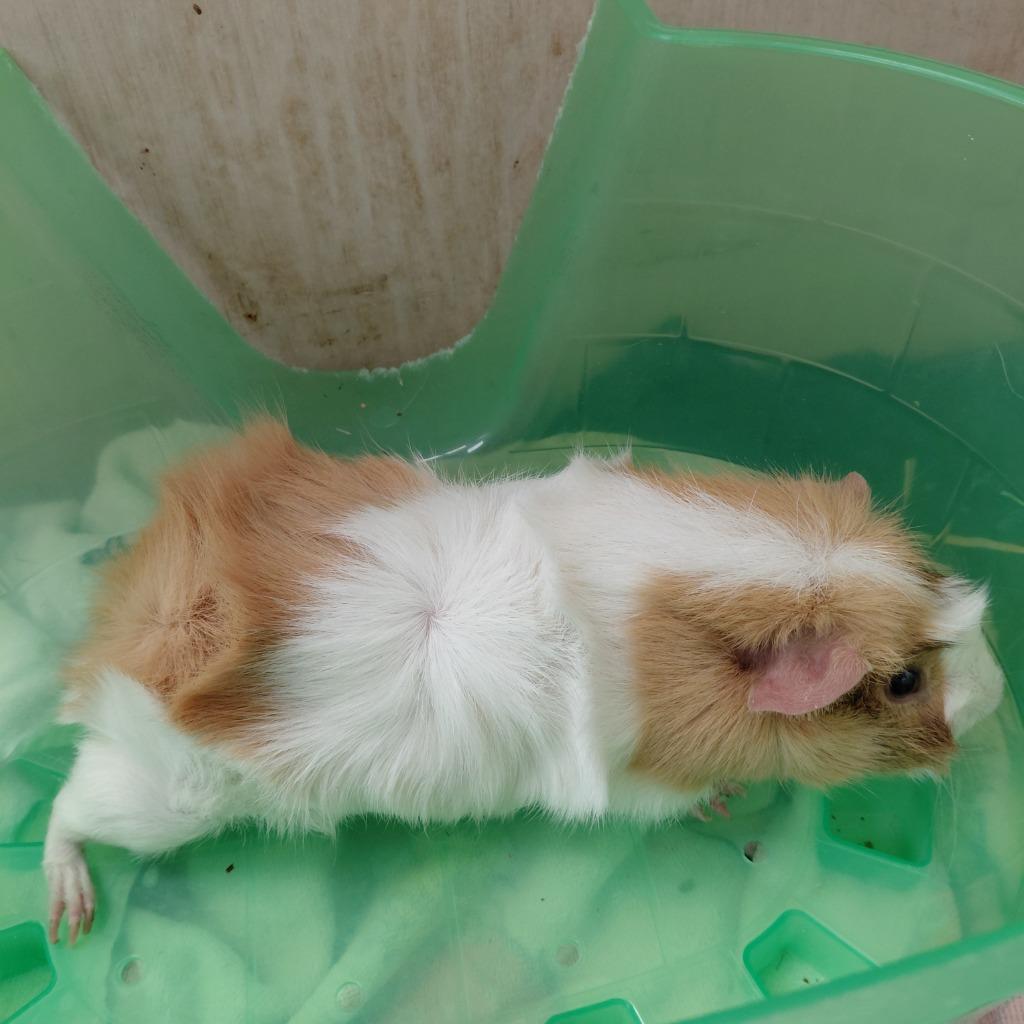 Winston, Adoptable, Adult Male Guinea Pig.