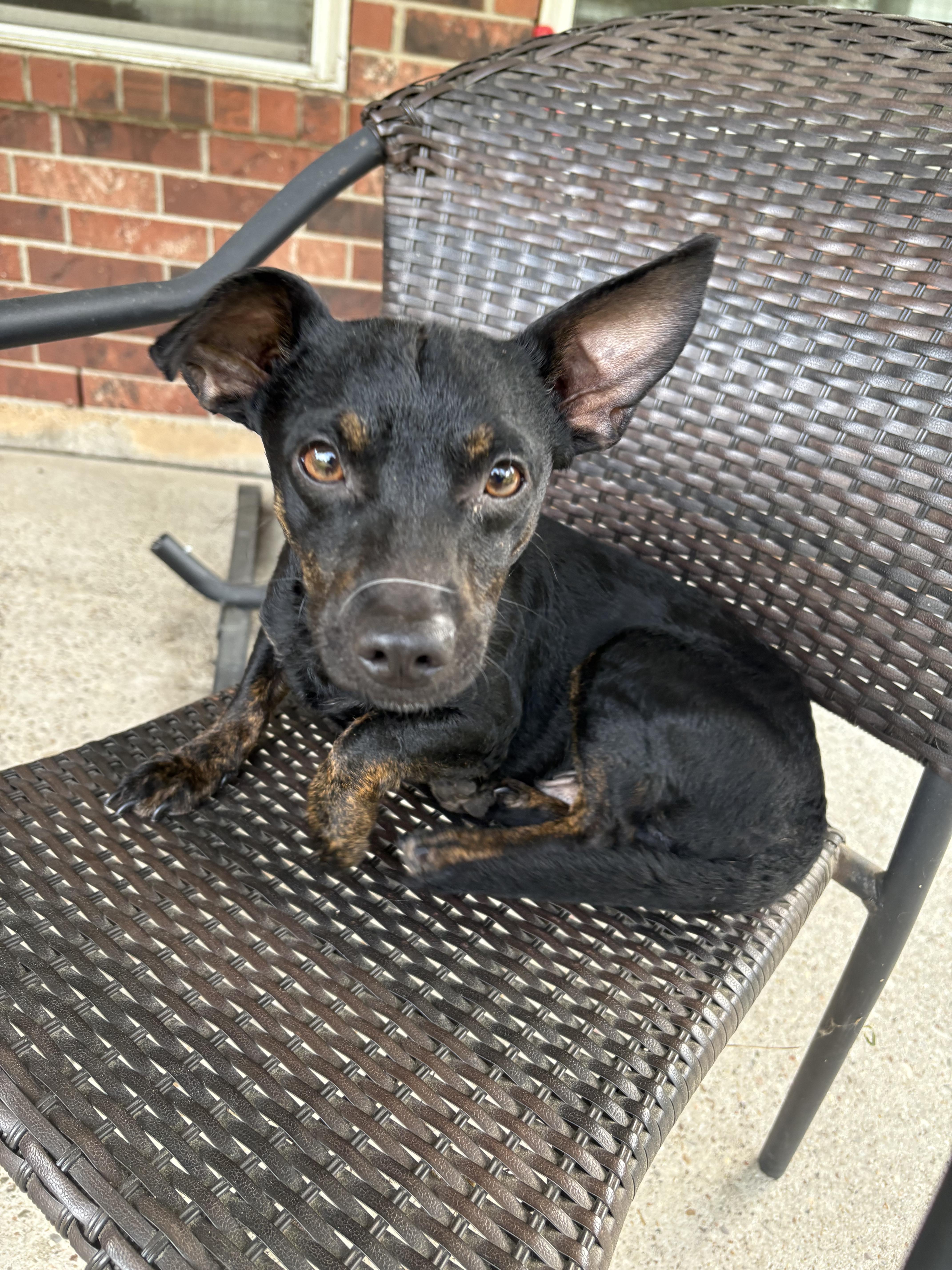 Enlarge Dante ( 14 lbs, friendly, affectionate, house trained), a Adopted mixed breed in Traverse City, MI image 3/5