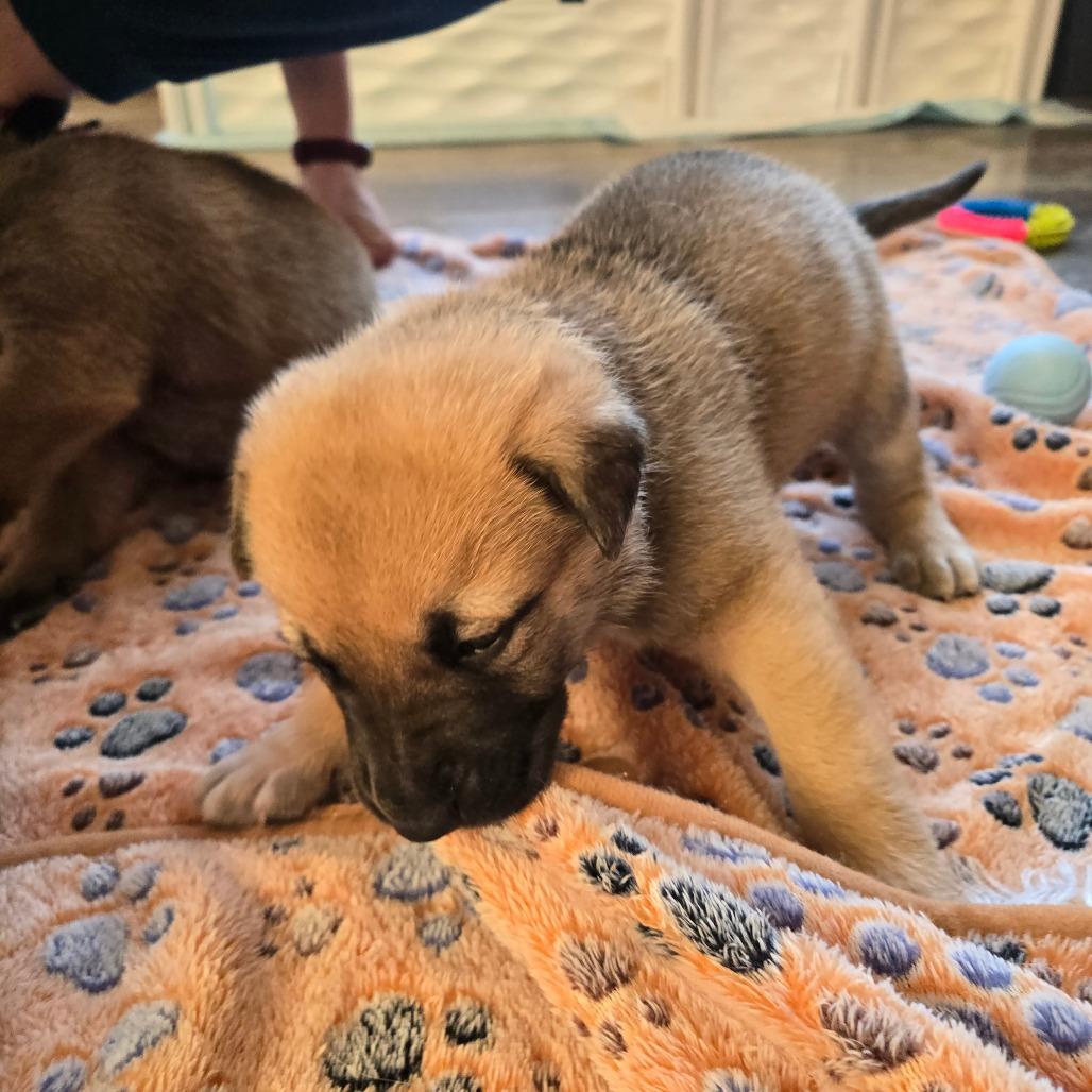 McKenny "Mickey", Adoptable, Puppy Female German Shepherd Dog & Pit Bull Terrier.