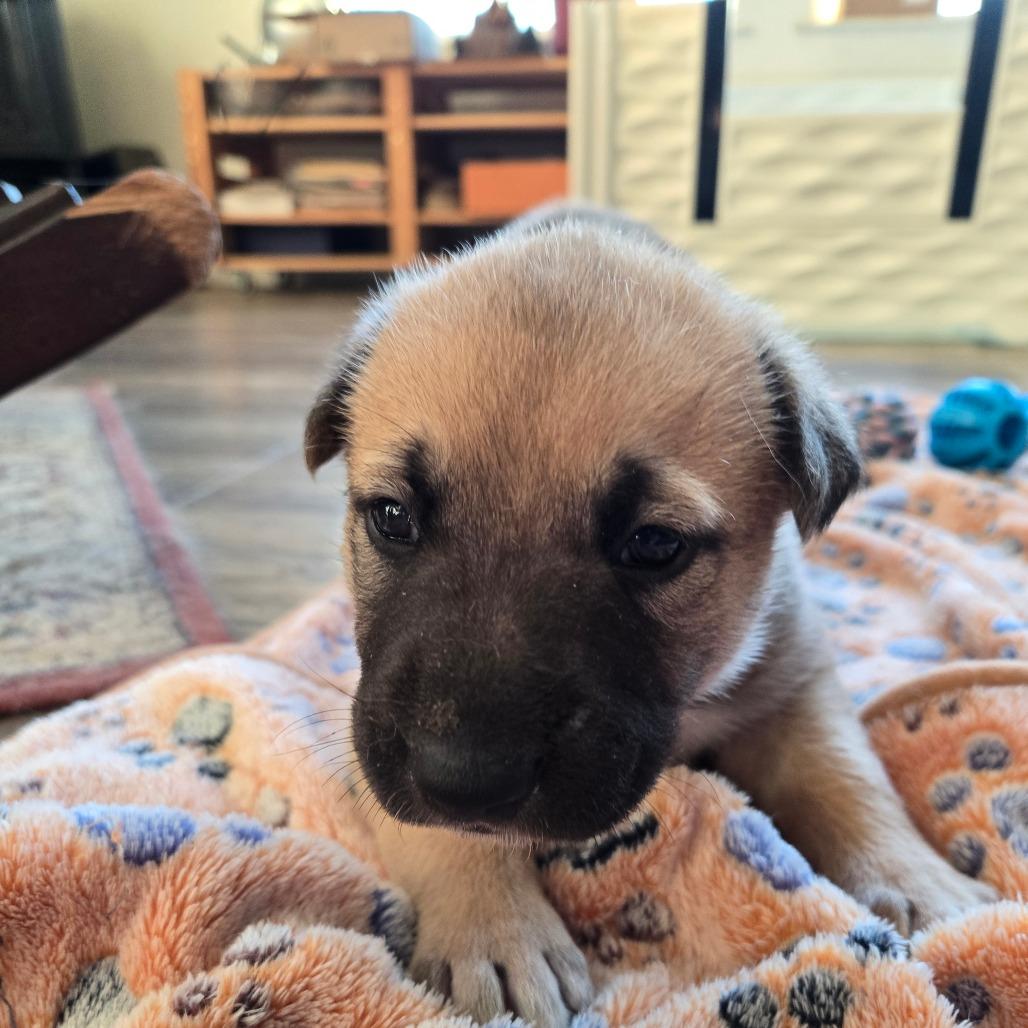 Enlarge McKenny "Mickey", a Adoptable mixed breed in Oakville, WA image 2/3