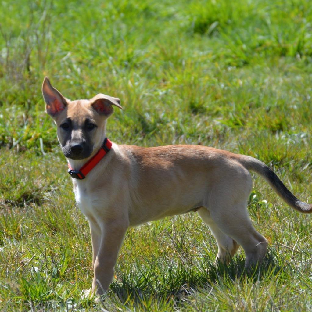 Enlarge McKenny "Mickey", a Adoptable mixed breed in Oakville, WA image 3/3