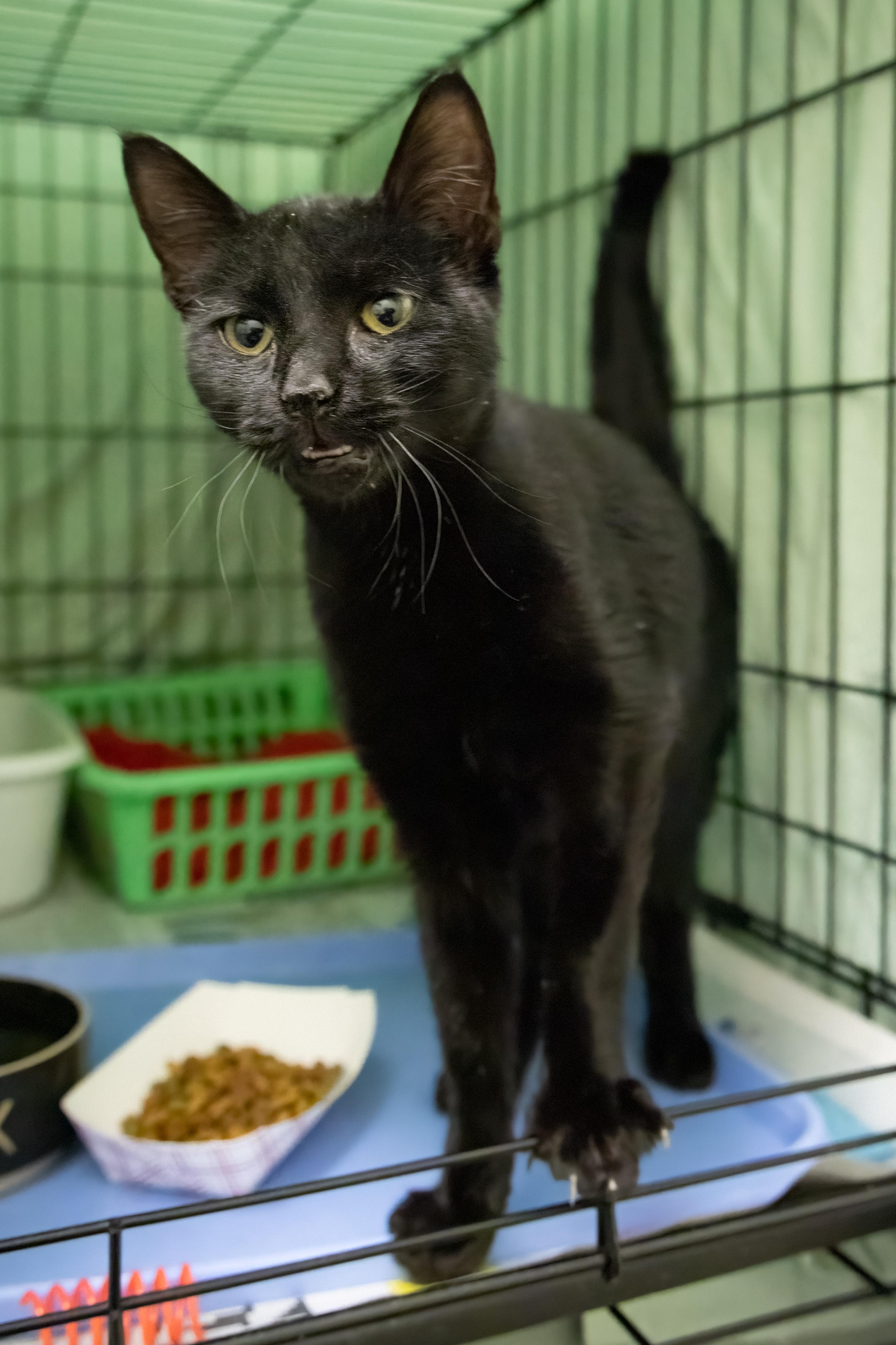 Fae (FCID# 10/22/205 - 43 Trainer)