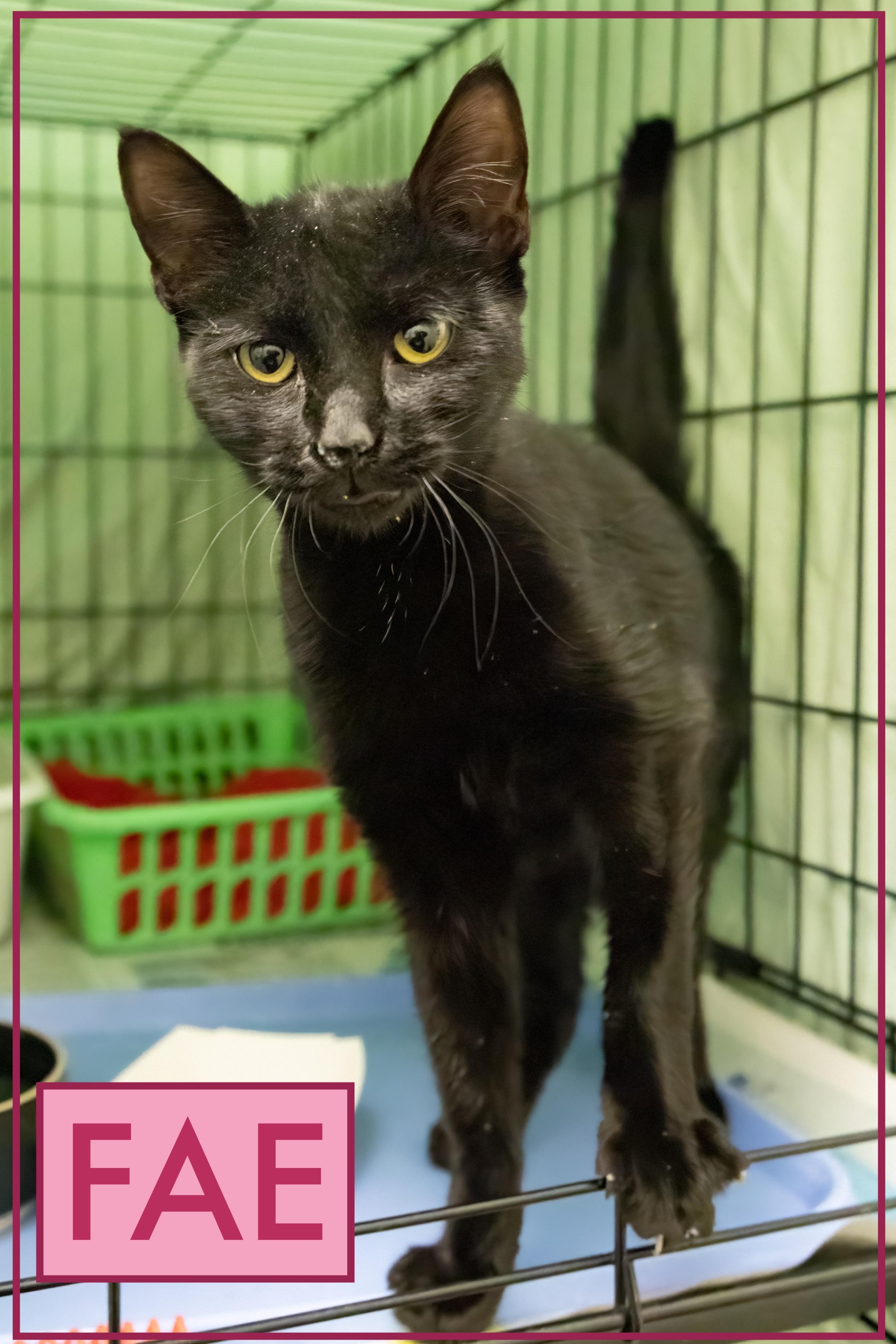 Fae (FCID# 10/22/205 - 43 Trainer)