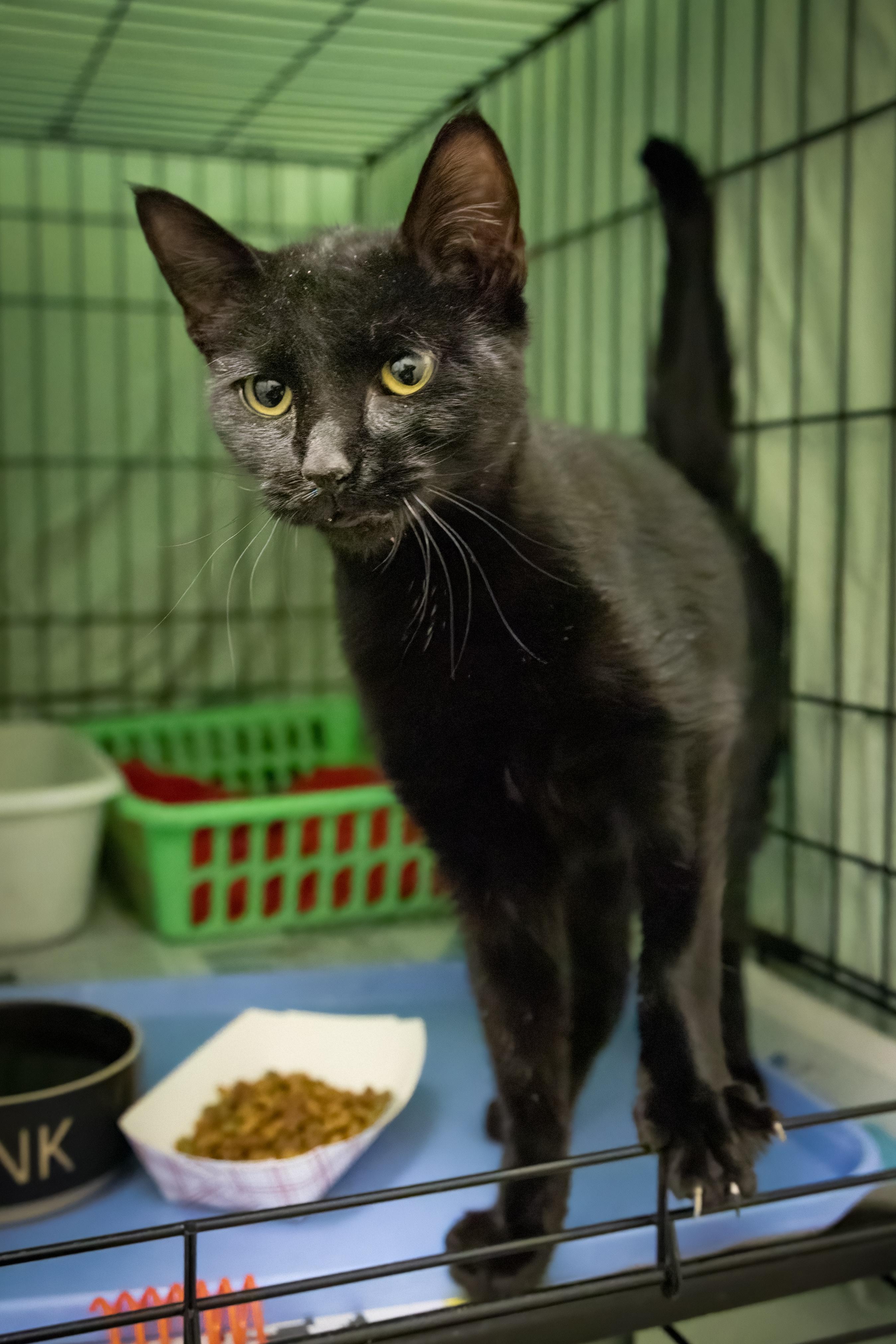 Fae (FCID# 10/22/205 - 43 Trainer)