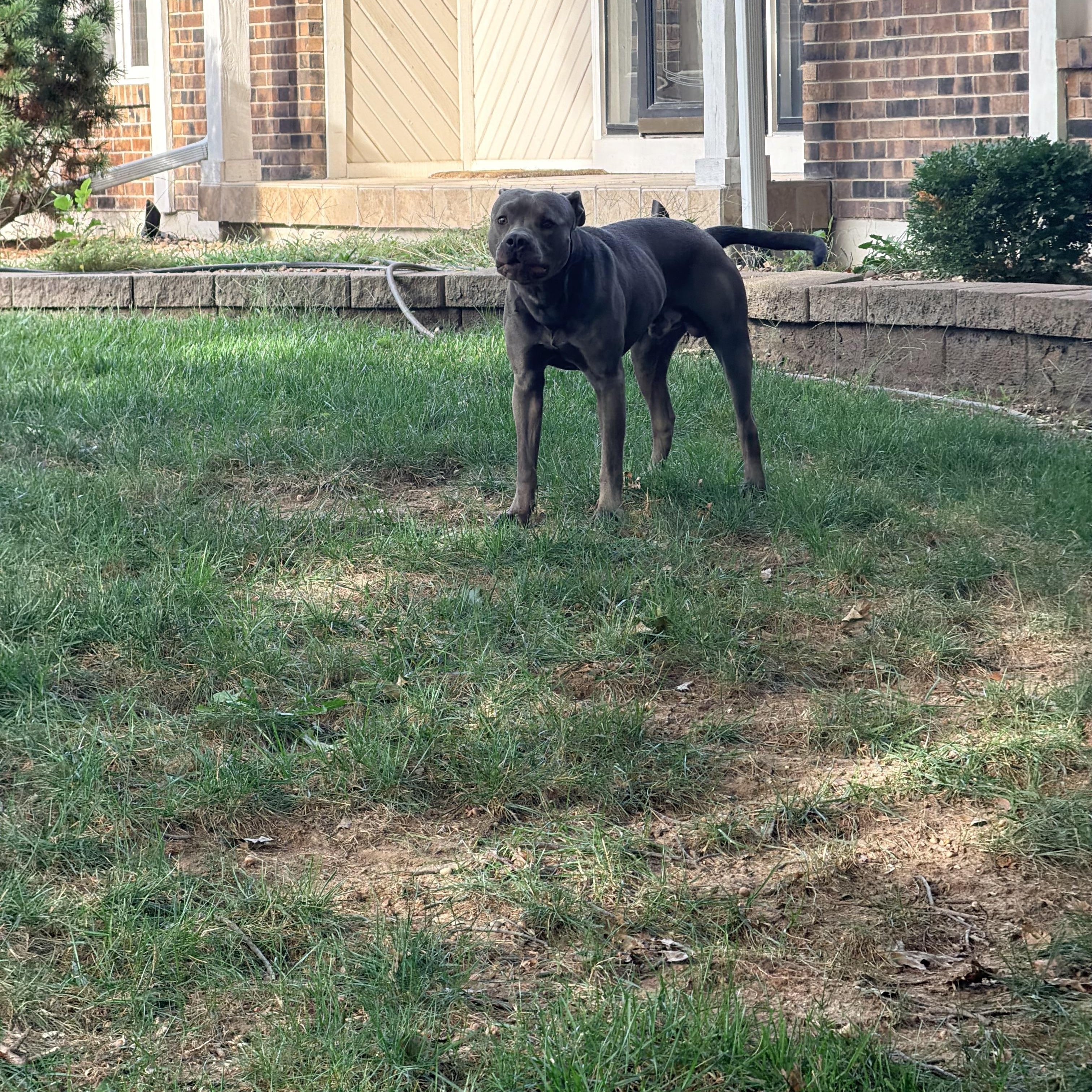 FOUND, adopted, Young Male Pit Bull Terrier & Cane Corso.
