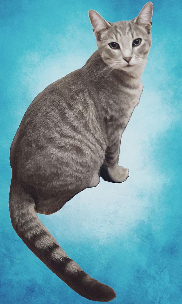 Enlarge Orlando, a Adoptable mixed breed in Berkeley Springs, WV image 2/3