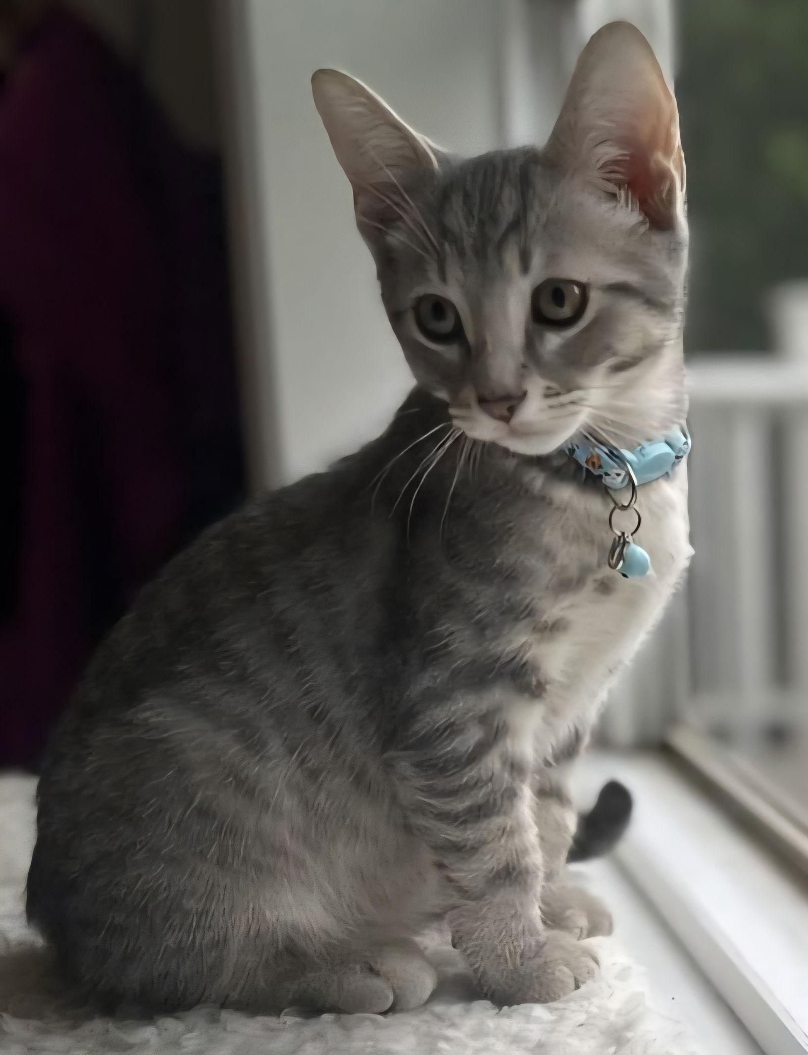 Enlarge Orlando, a Adoptable mixed breed in Berkeley Springs, WV image 3/3