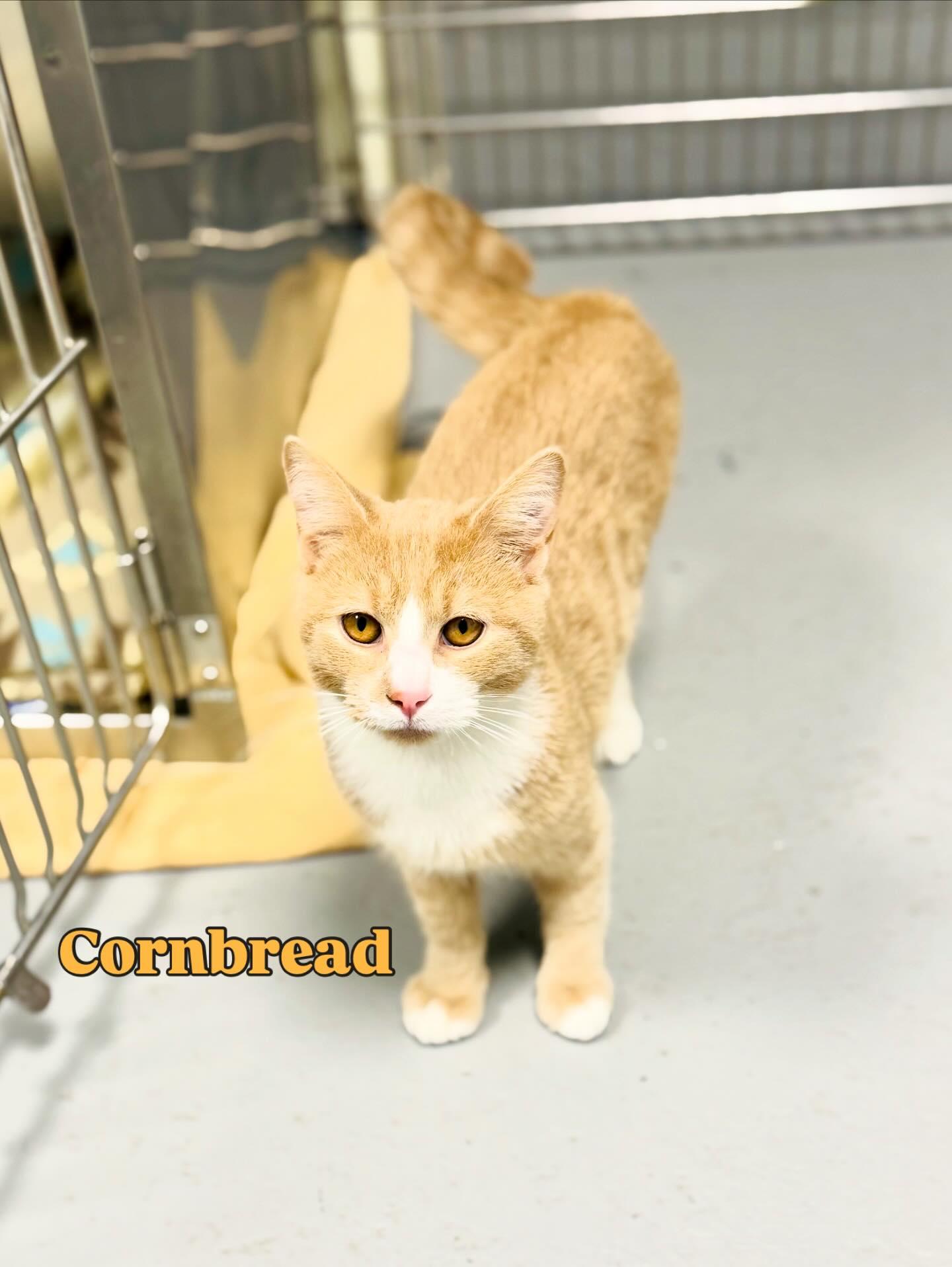 Cornbread , ADOPTABLE, Young Male Domestic Short Hair.