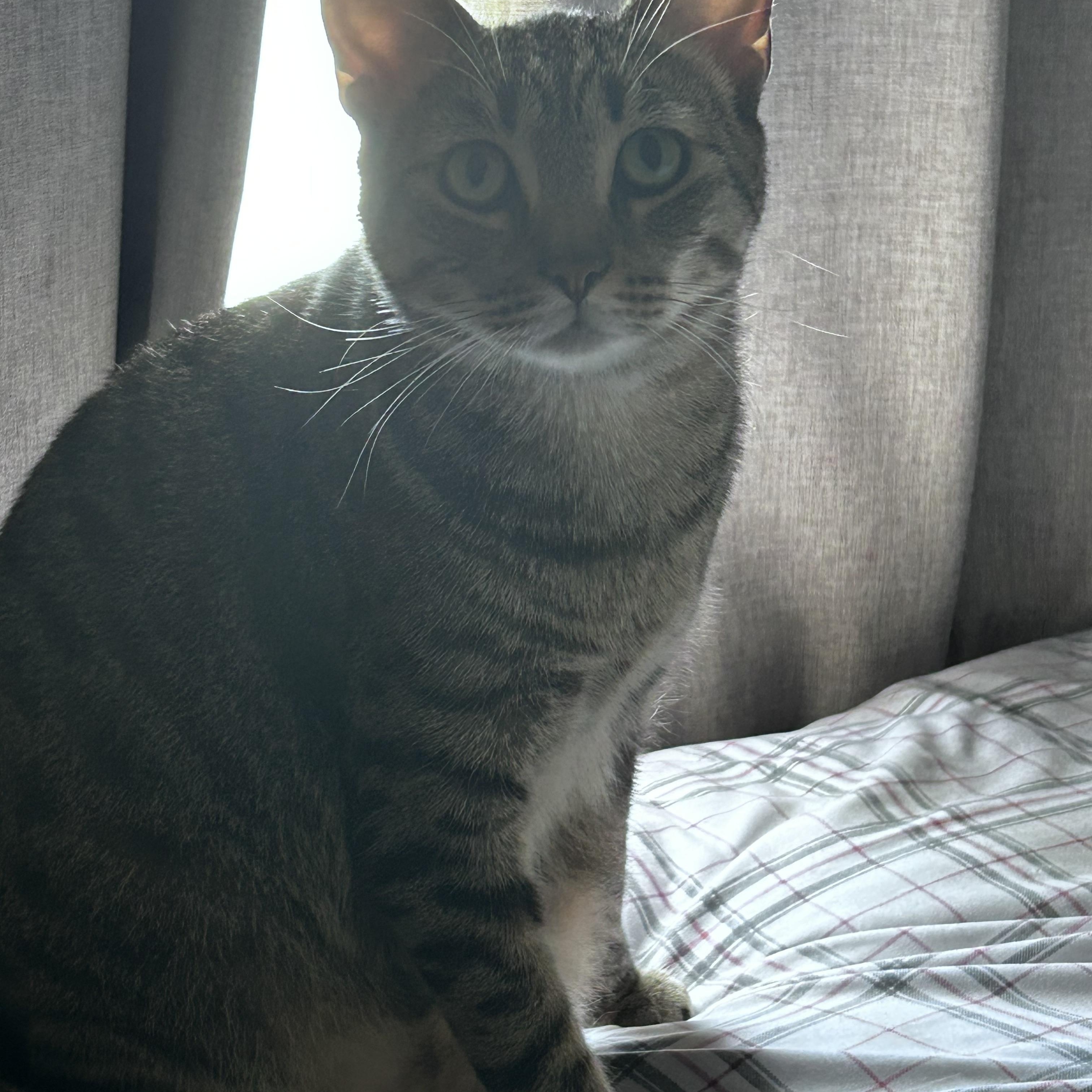 Matsumoto (gentle - mellow - easygoing), a ADOPTABLE mixed breed in San Jose, CA image 2/6
