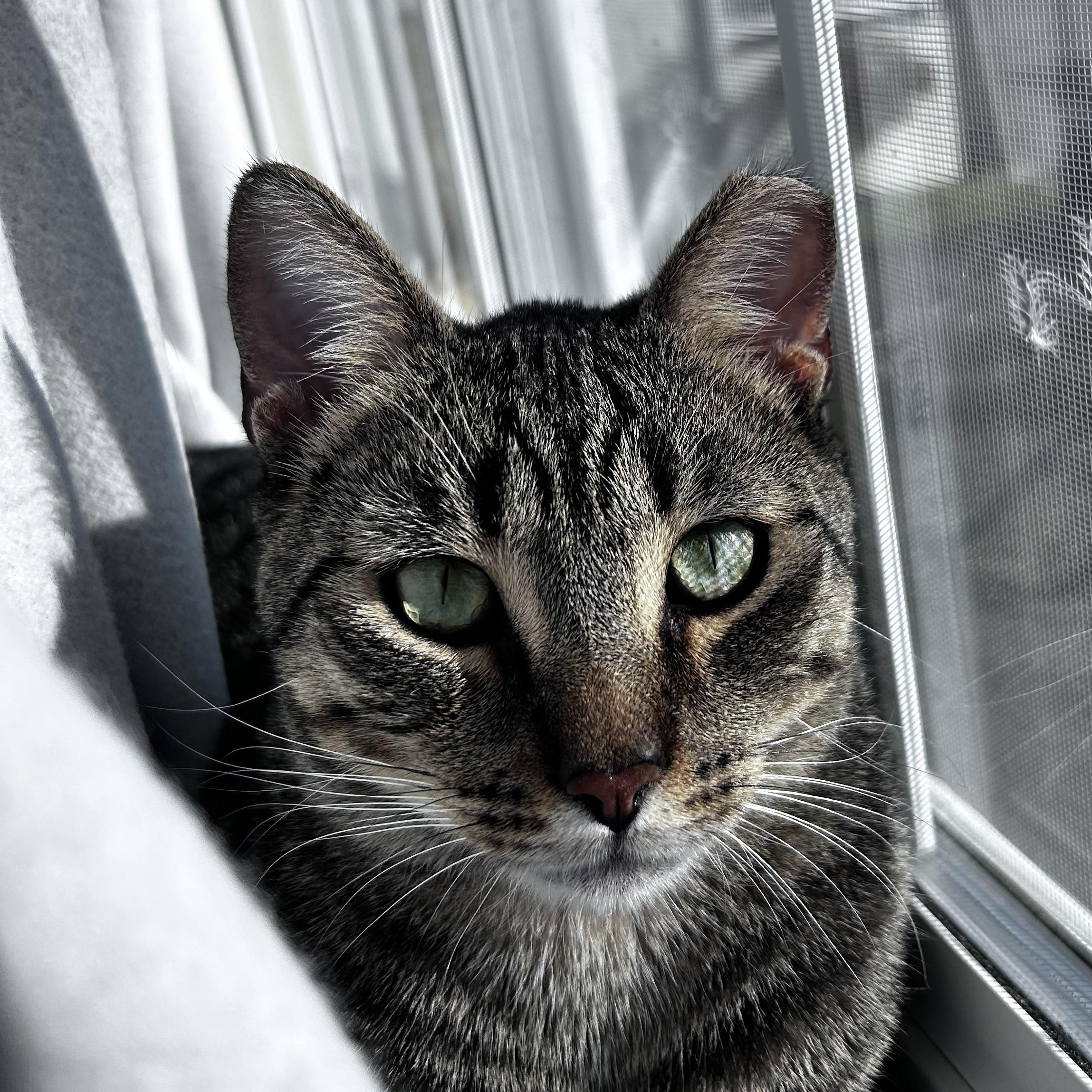 Matsumoto (gentle - mellow - easygoing), ADOPTABLE, Adult Male Tabby & Domestic Short Hair.