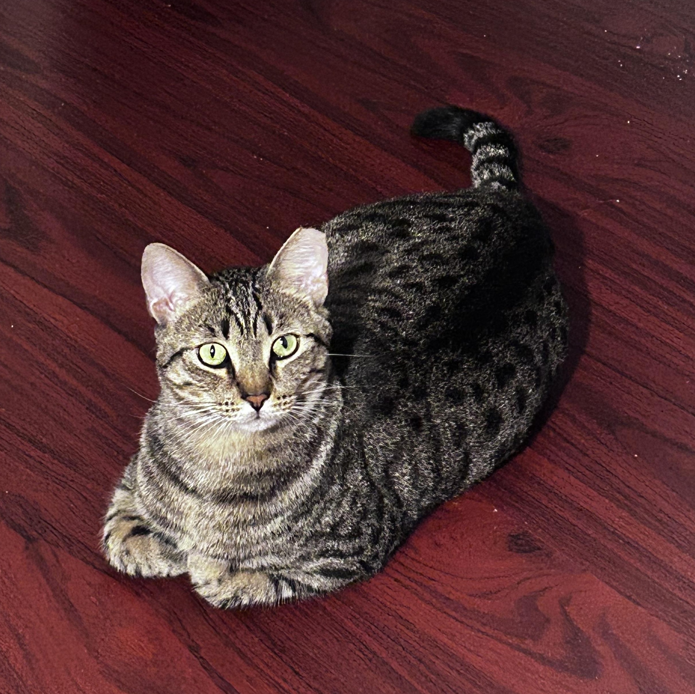 Matsumoto (gentle - mellow - easygoing), a ADOPTABLE mixed breed in San Jose, CA image 4/6