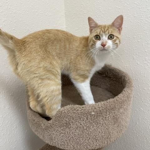 Enlarge Smitty, an adopted Domestic Short Hair in Red Wing, MN image 3/3