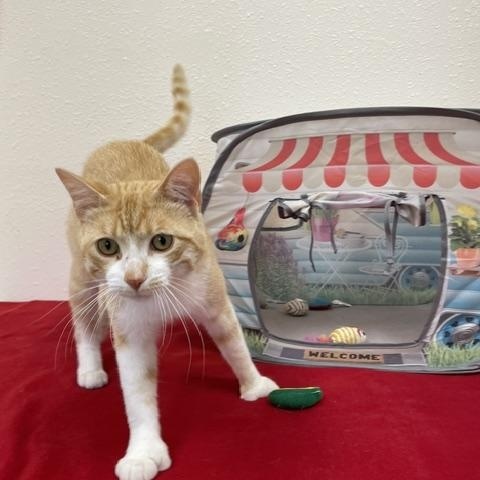 Enlarge Smitty, an adopted Domestic Short Hair in Red Wing, MN image 1/3