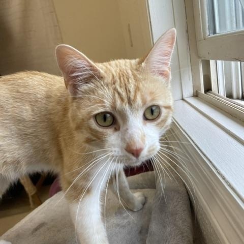 Enlarge Smitty, an adopted Domestic Short Hair in Red Wing, MN image 2/3