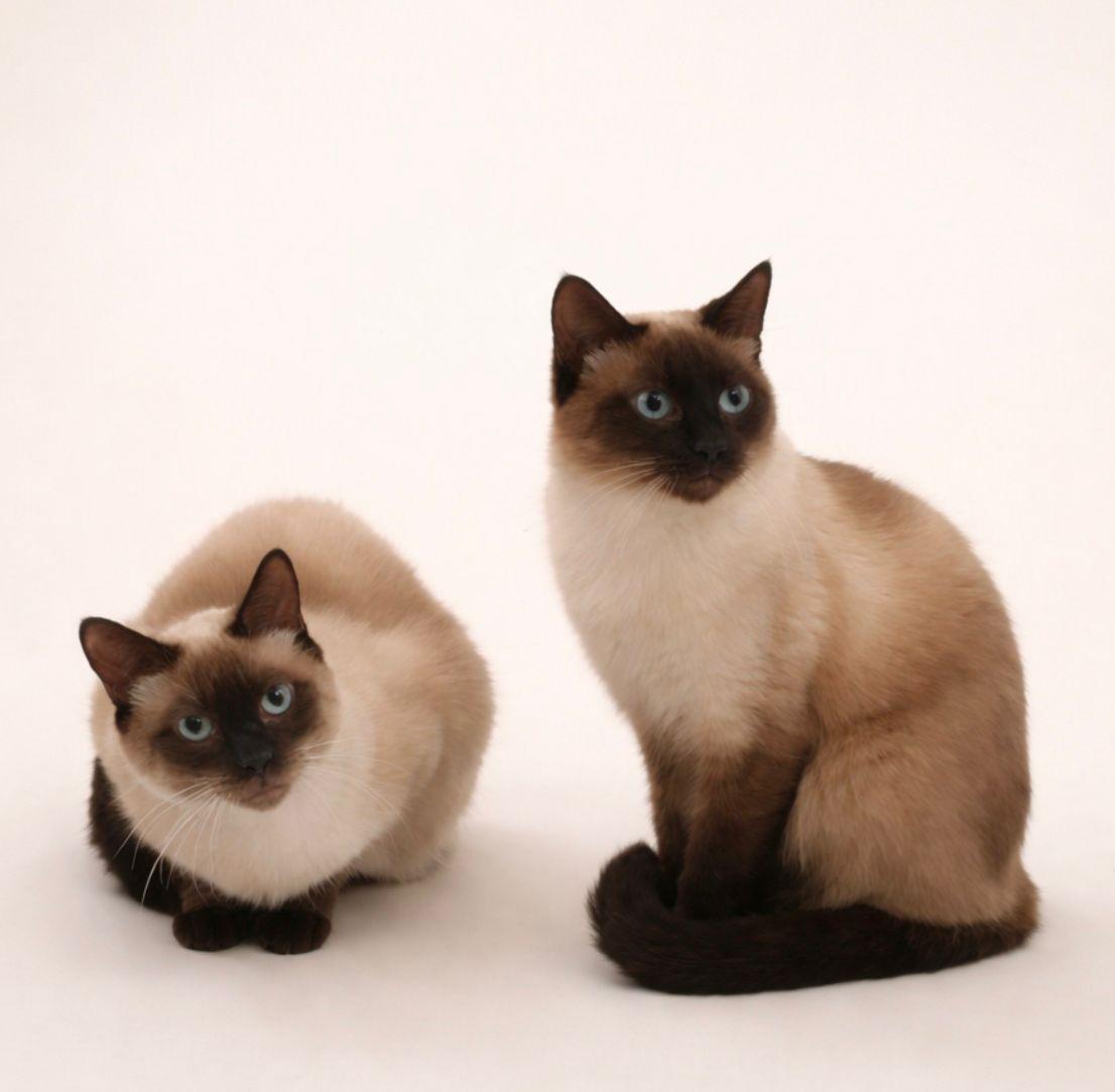Enlarge Bella & Lucy , an adopted Siamese in St. Augustine, FL image 1/1