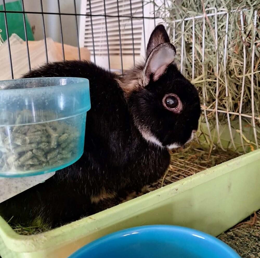 Nutmeg, Adoptable, Adult Female Netherland Dwarf.