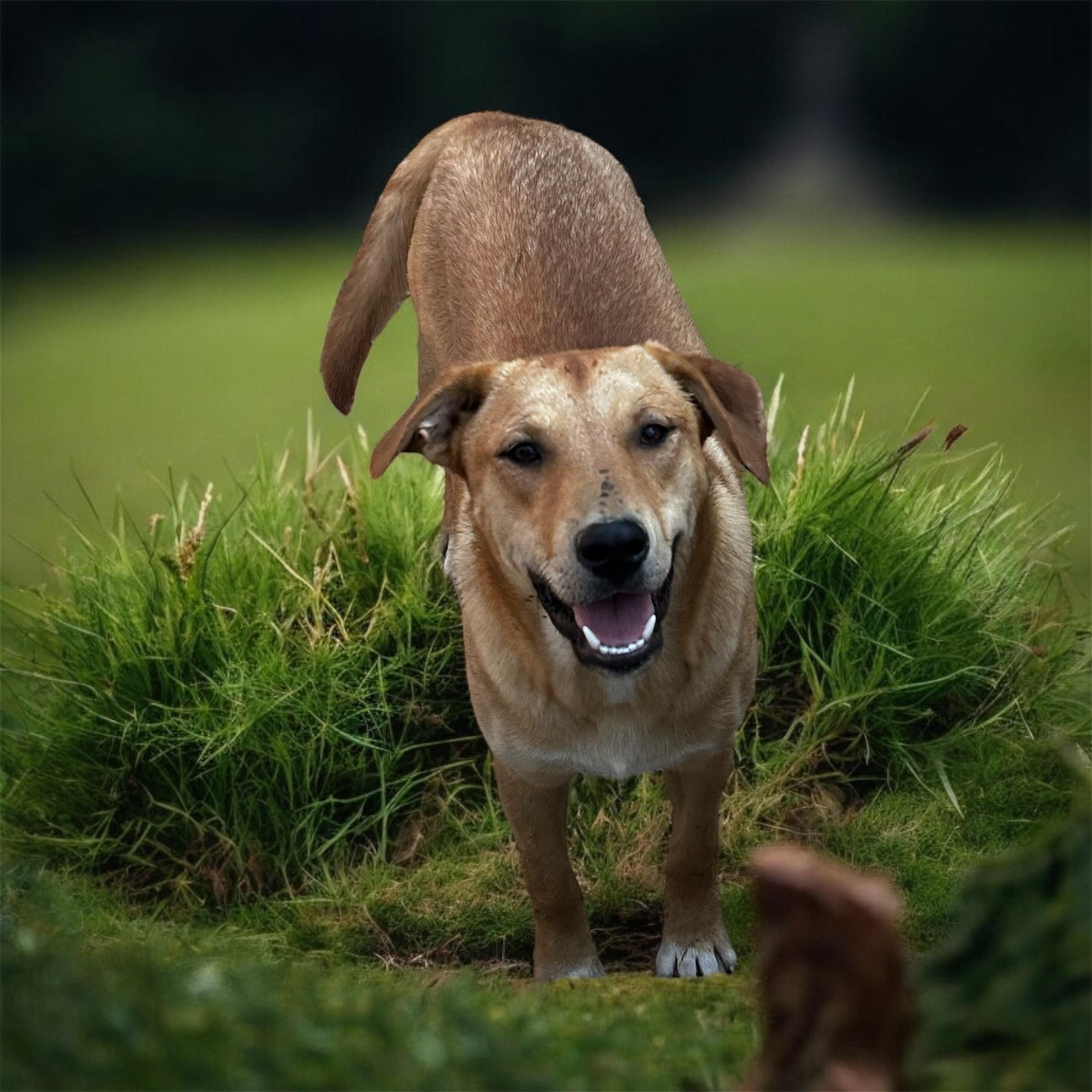 Asher, Adoptable, Puppy Male Labrador Retriever.