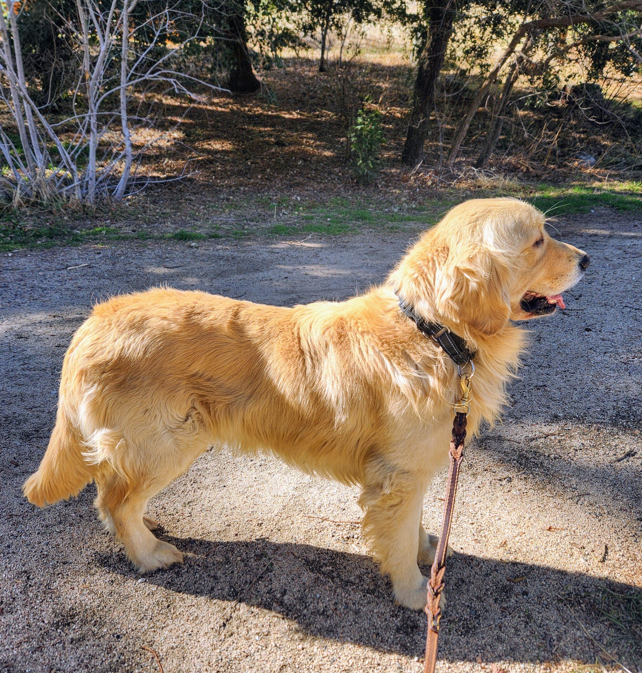 Sir Waggington (Test Pet), Adoptable, Adult Male Golden Retriever & Mixed Breed.