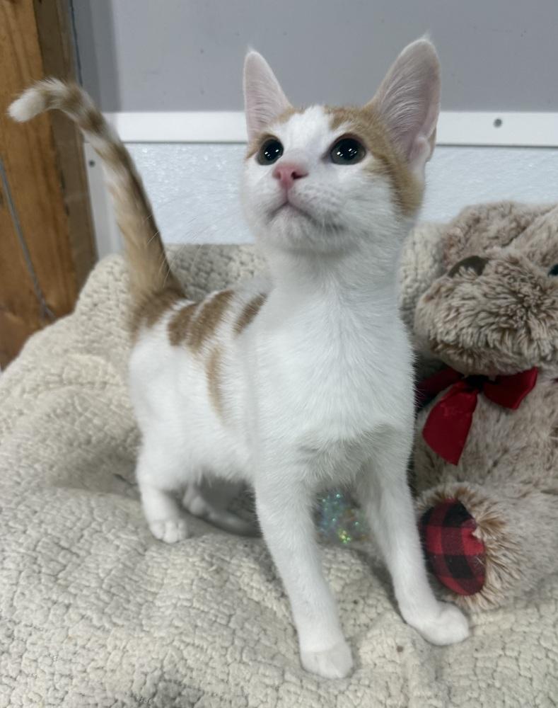 Johnny Cash, Adoptable, Kitten Male Domestic Short Hair.