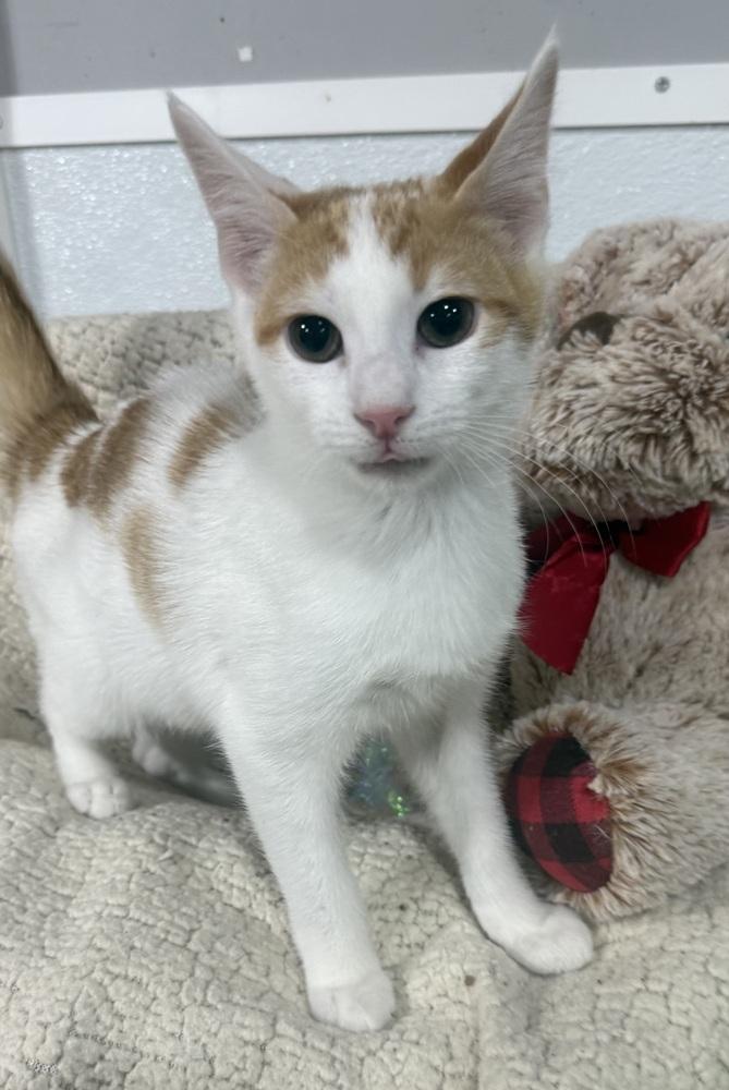 Enlarge Johnny Cash, a Adoptable mixed breed in Jackson, GA image 2/6