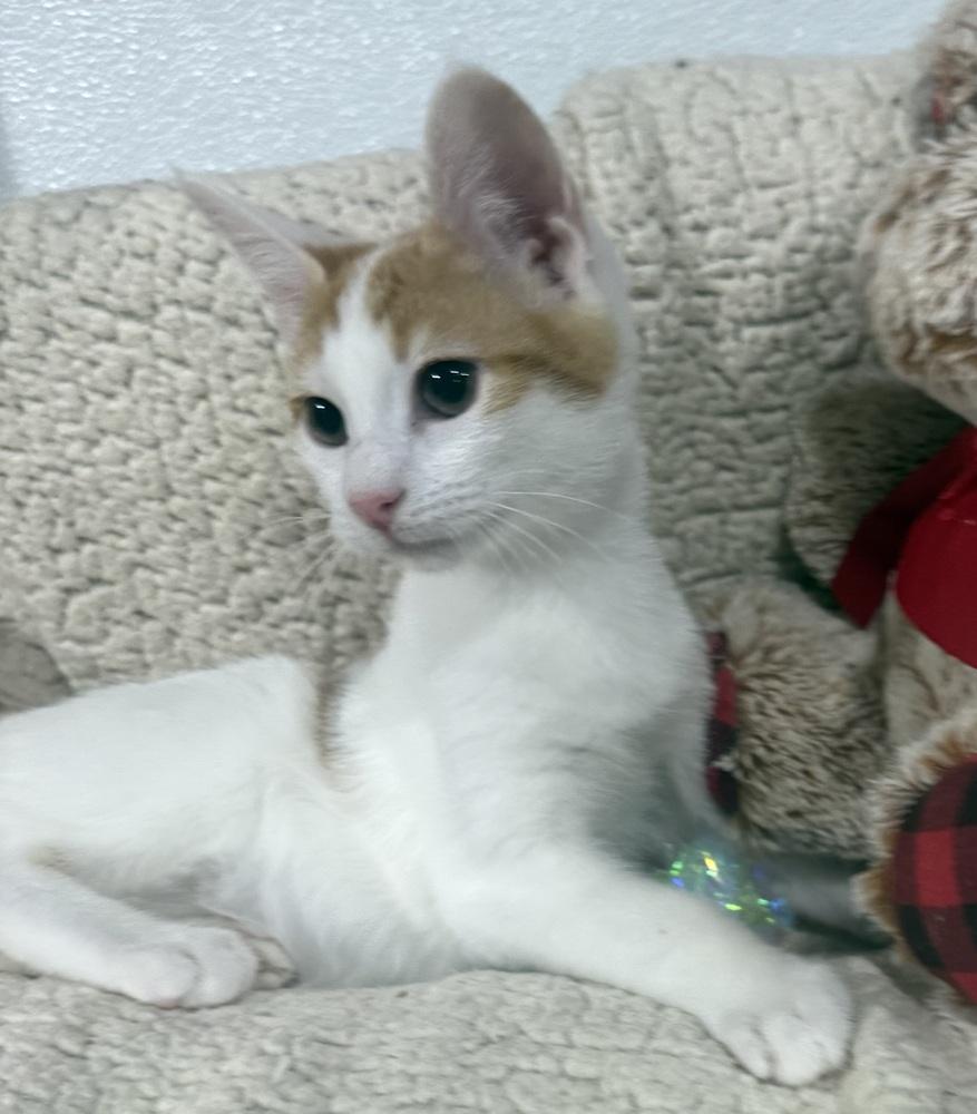 Enlarge Johnny Cash, a Adoptable mixed breed in Jackson, GA image 3/6