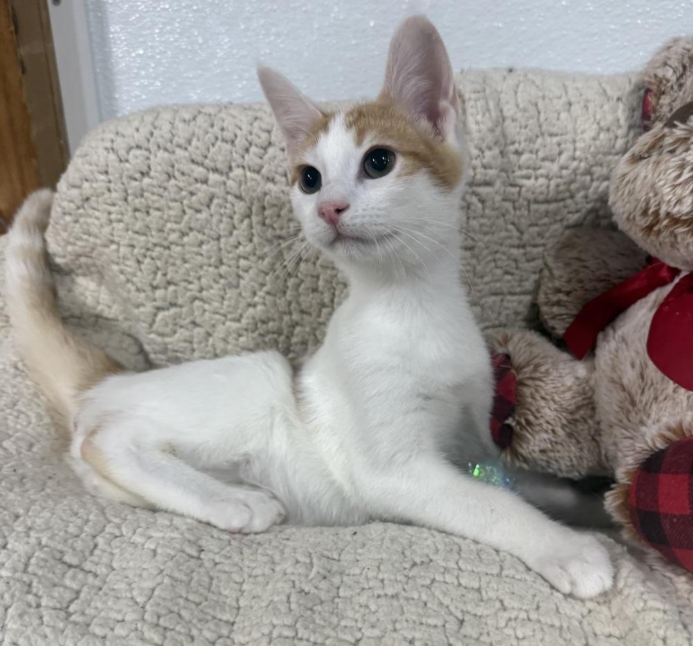 Enlarge Johnny Cash, a Adoptable mixed breed in Jackson, GA image 4/6