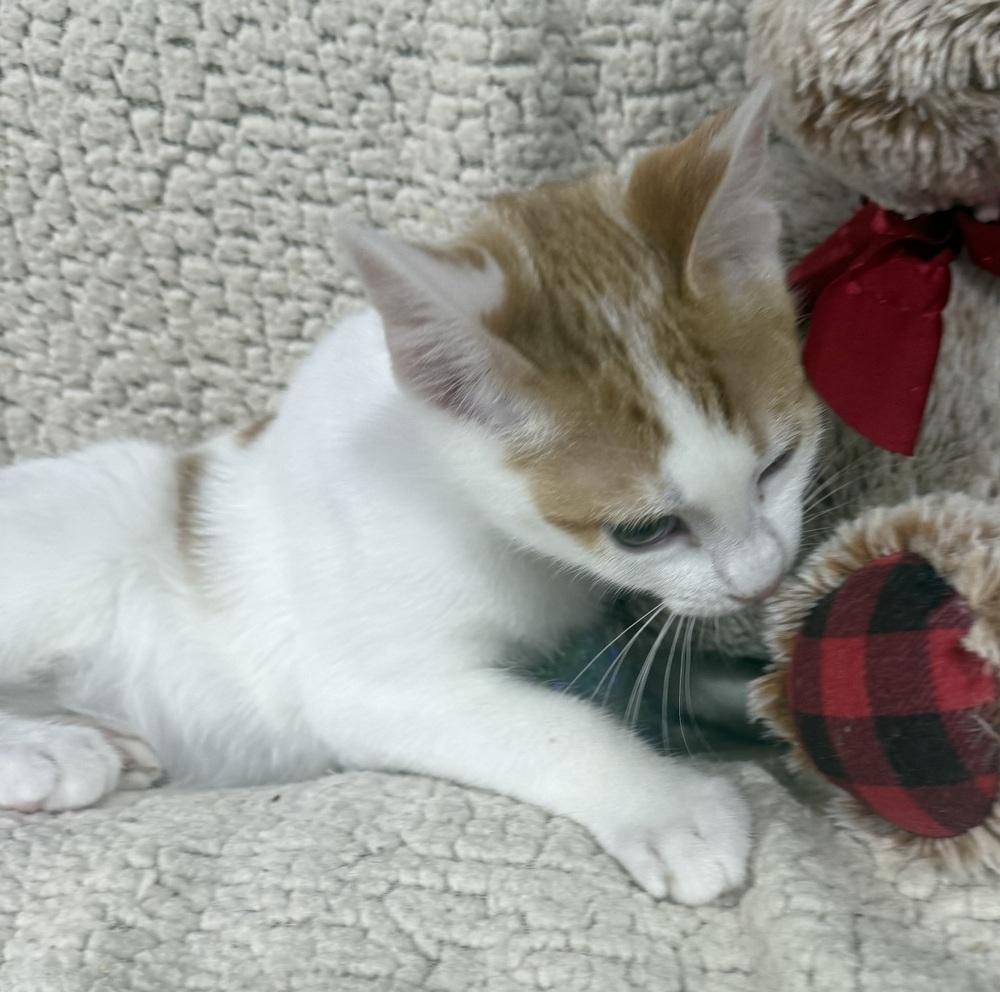 Enlarge Johnny Cash, a Adoptable mixed breed in Jackson, GA image 5/6