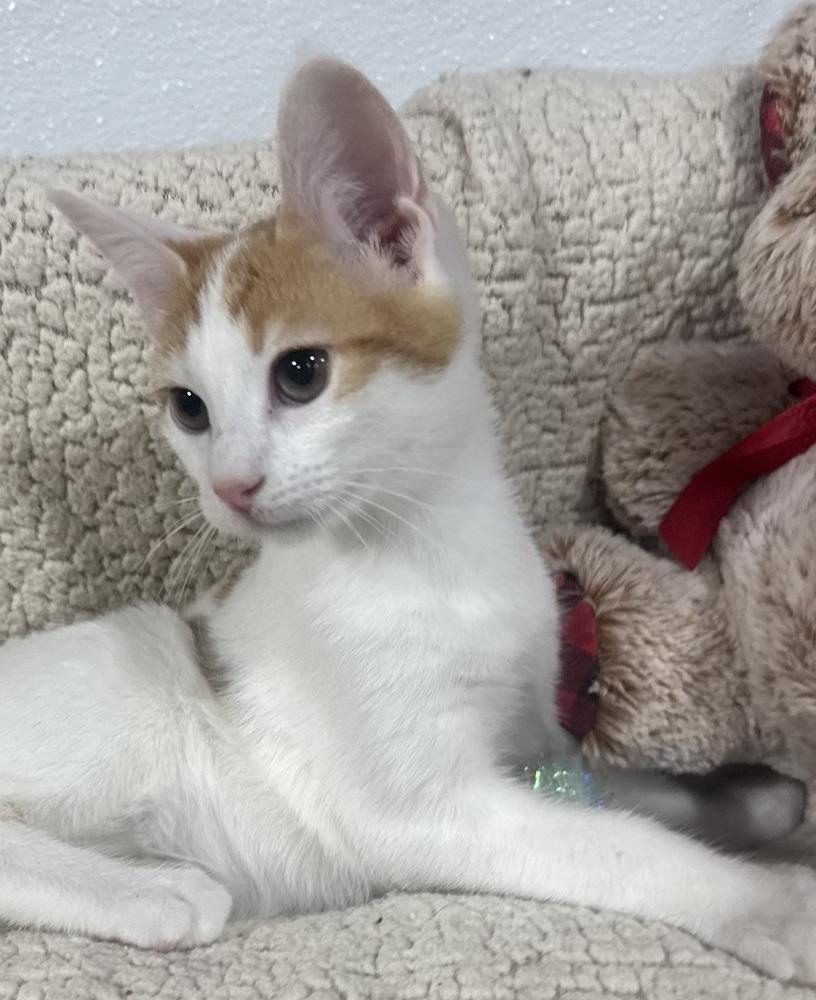 Enlarge Johnny Cash, a Adoptable mixed breed in Jackson, GA image 6/6