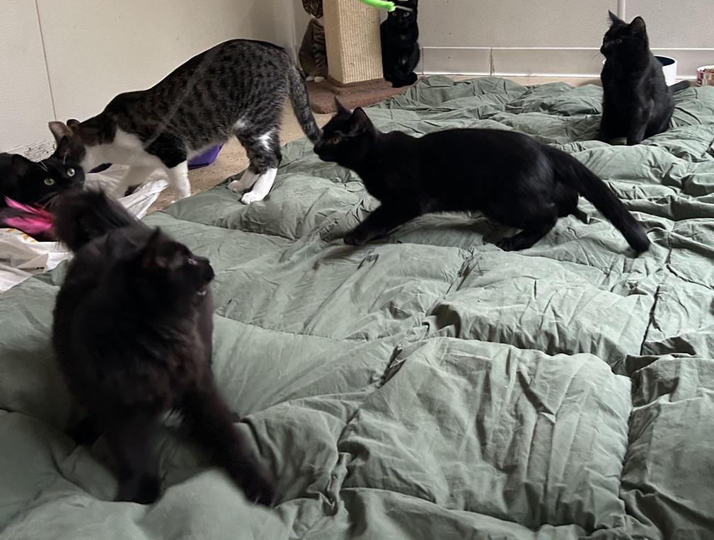 Kittens, an adoptable Domestic Short Hair in Eagle River, WI, 54521 | Photo Image 3