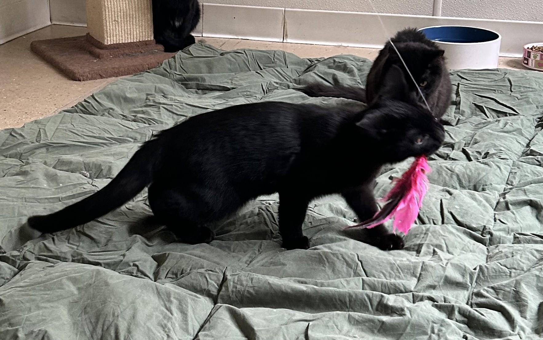 Kittens, an adoptable Domestic Short Hair in Eagle River, WI, 54521 | Photo Image 2