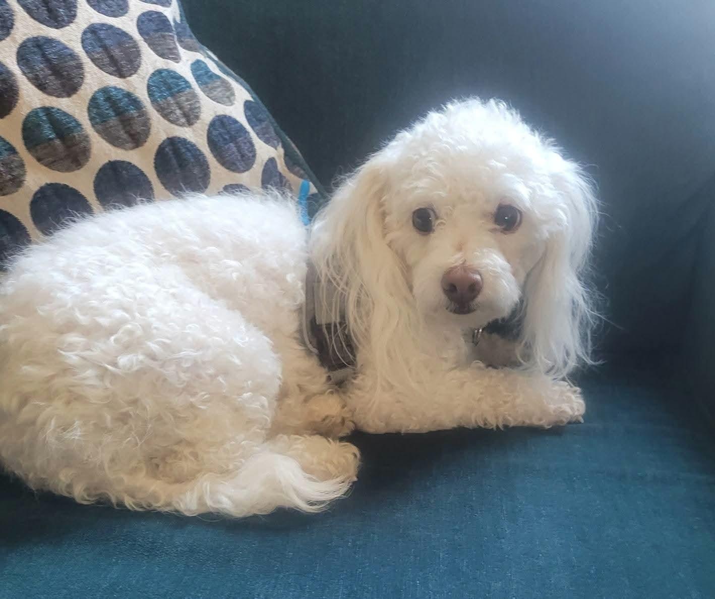 Daisy, an adopted Maltipoo in Clovis, CA image 2/4