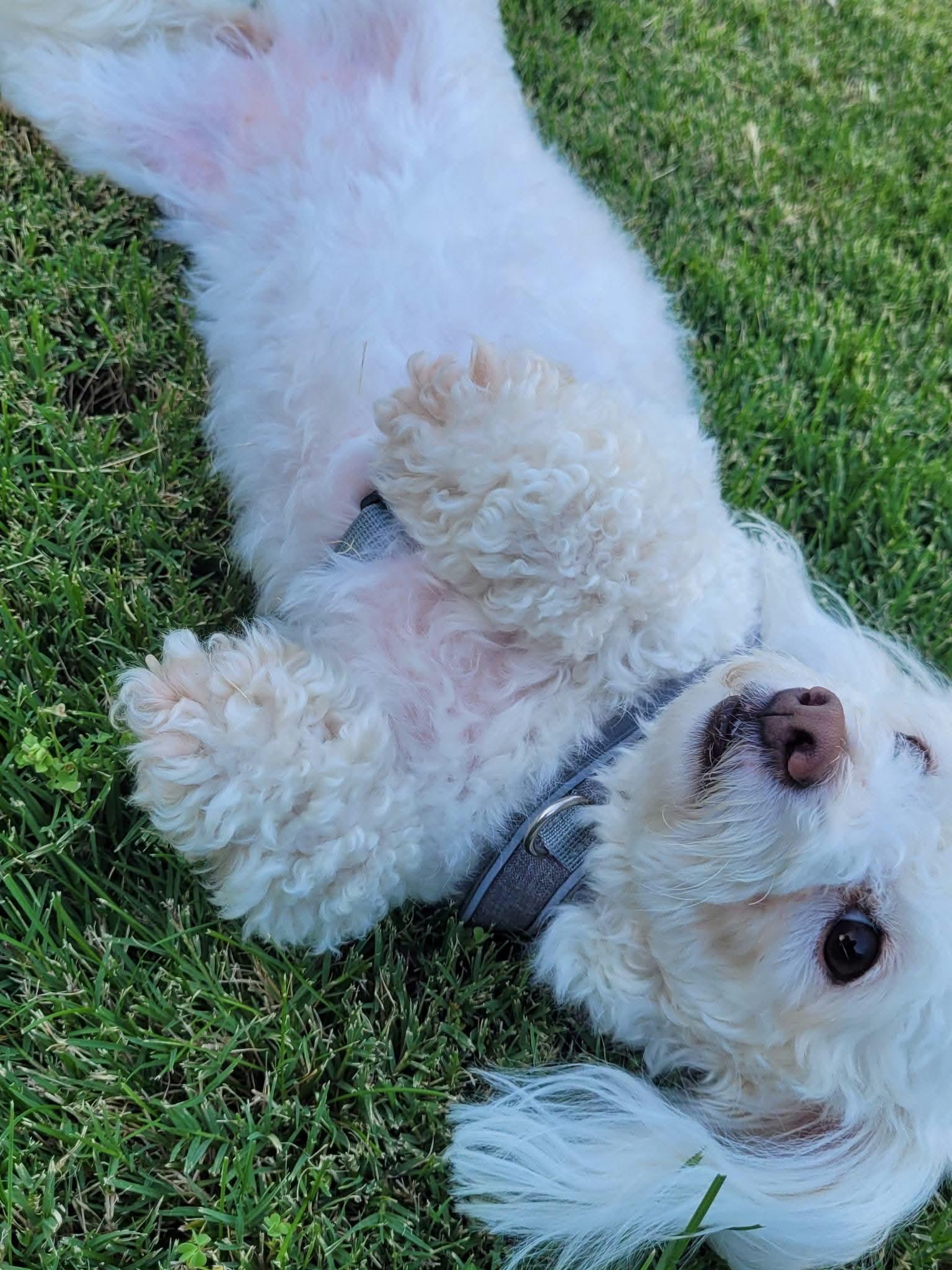 Daisy, an adopted Maltipoo in Clovis, CA image 4/4