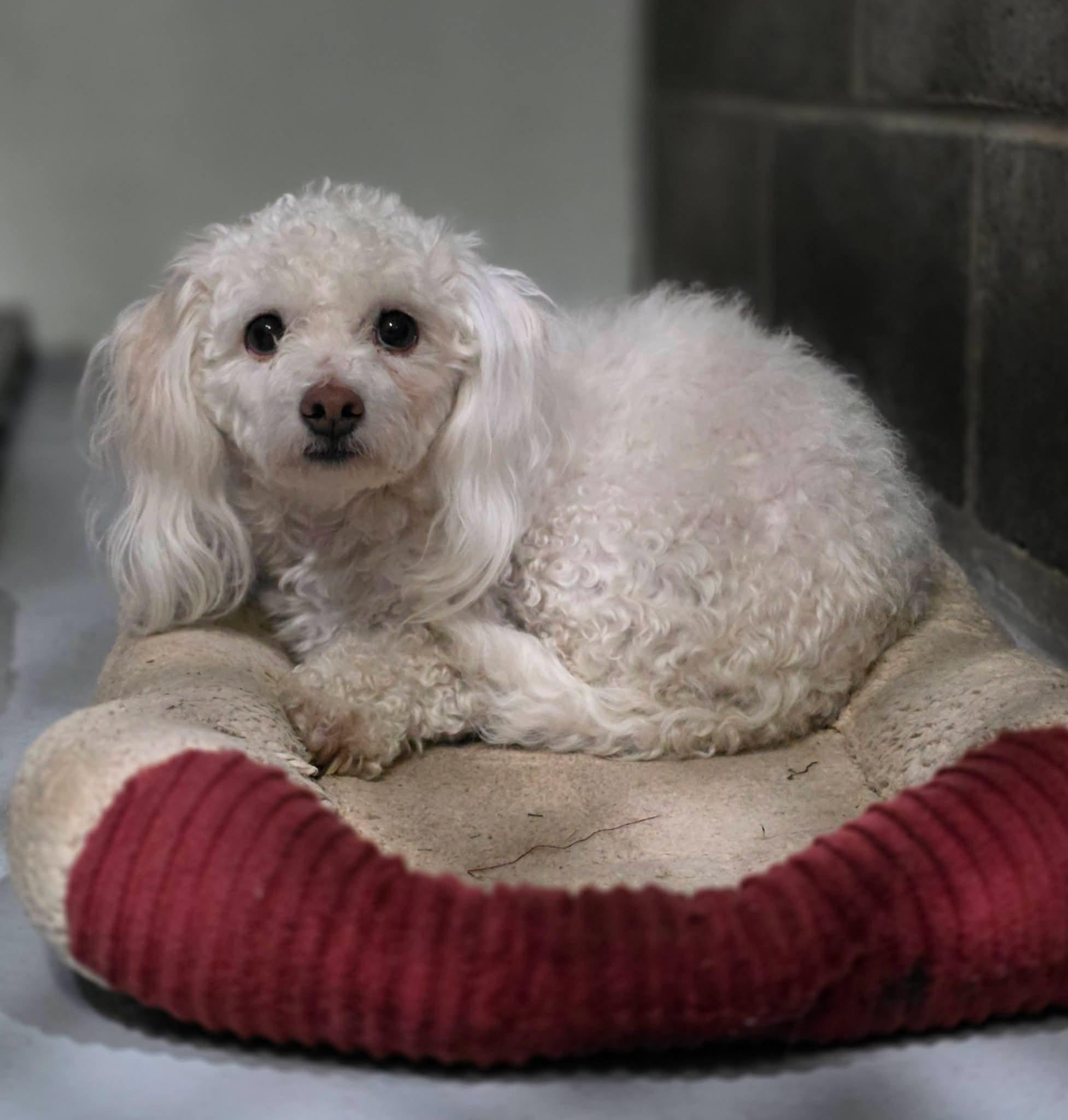 Daisy, ADOPTABLE, Young Female Maltipoo.