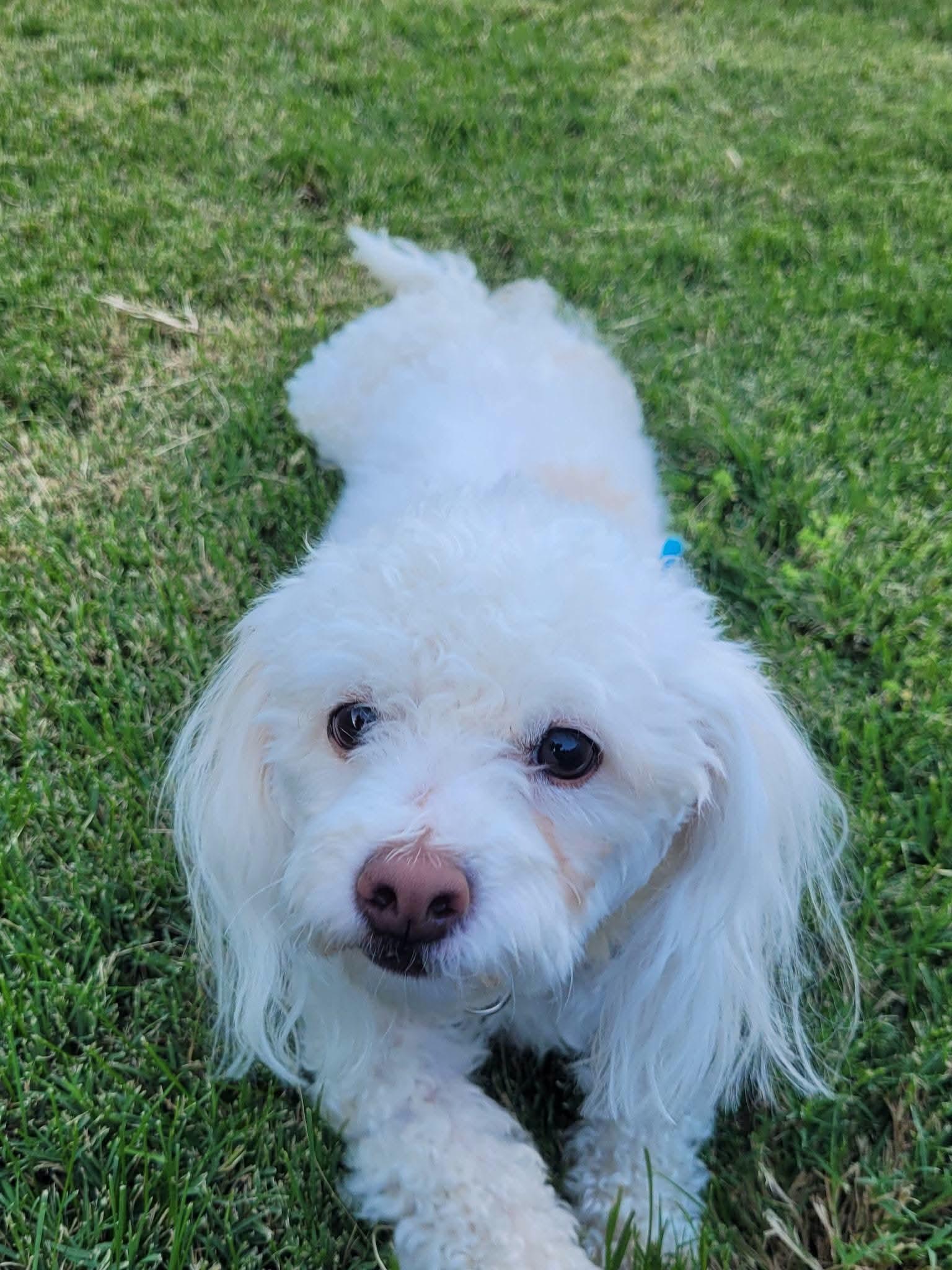 Daisy, an adopted Maltipoo in Clovis, CA image 3/4