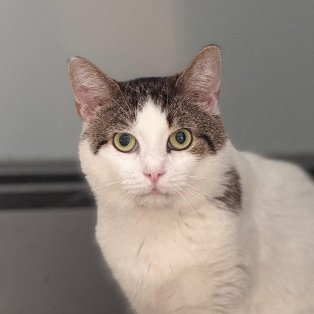 Fennel, Adoptable, Senior Male Domestic Short Hair.