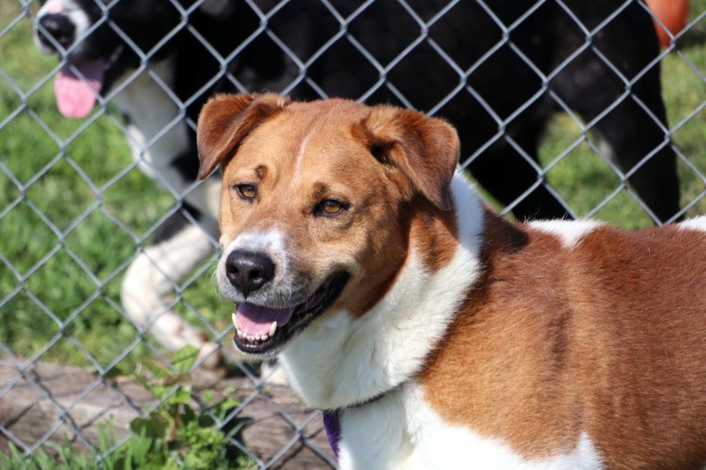 Enlarge Paul, a Adoptable Mixed Breed in Jonesboro, AR image 1/5