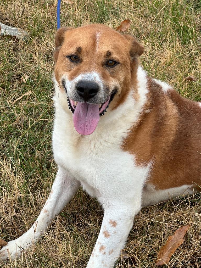 Paul, Adoptable, Adult Male Mixed Breed.