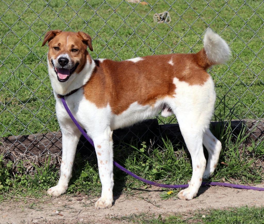Enlarge Paul, a Adoptable Mixed Breed in Jonesboro, AR image 3/5