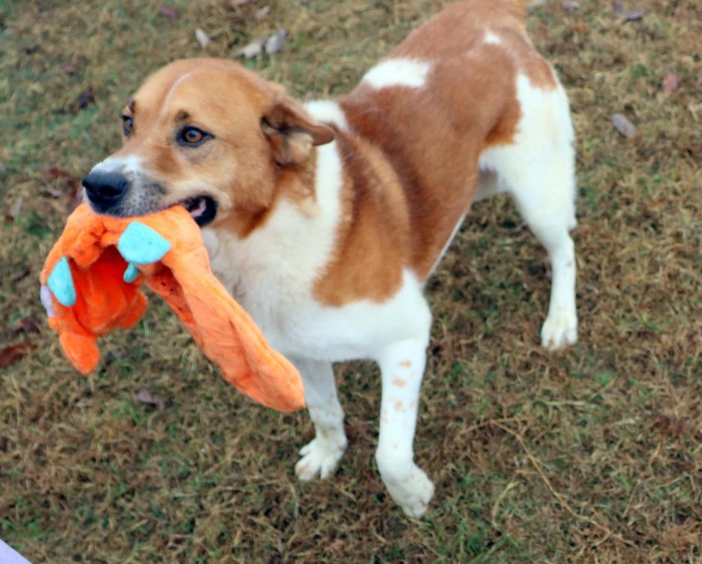 Enlarge Paul, a Adoptable Mixed Breed in Jonesboro, AR image 4/5
