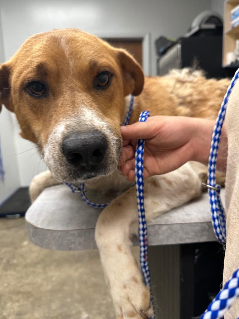 Enlarge Paul, a Adoptable Mixed Breed in Jonesboro, AR image 2/2