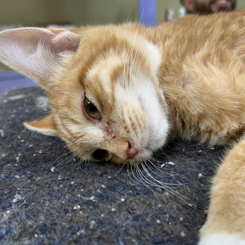 Enlarge Tommy Boy, a Adoptable Domestic Short Hair in Midland, TX image 1/1