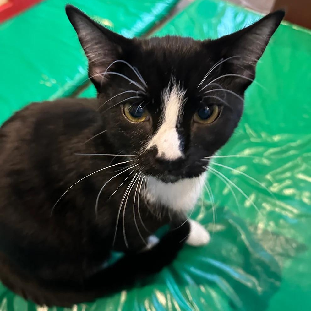 Enlarge Mr. Mistoffelees, a ADOPTABLE Domestic Short Hair in Athens, GA image 1/1