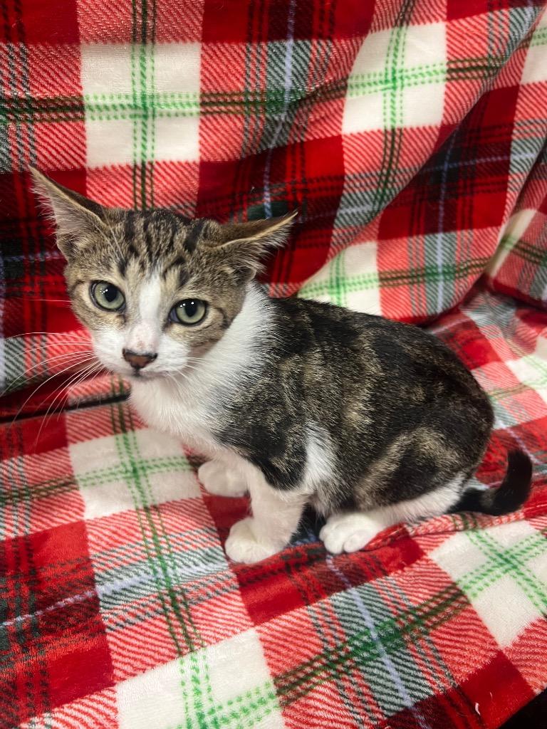 Benny, a Adoptable mixed breed in Corpus Christi, TX image 1/3