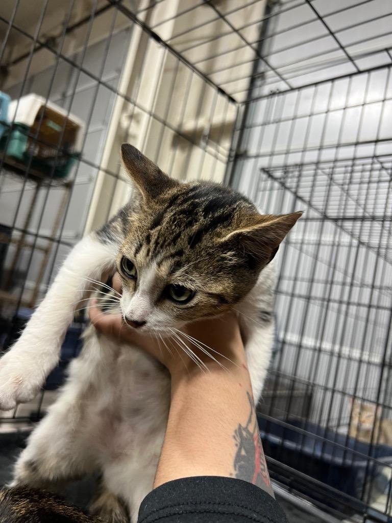 Benny, a Adoptable mixed breed in Corpus Christi, TX image 3/3